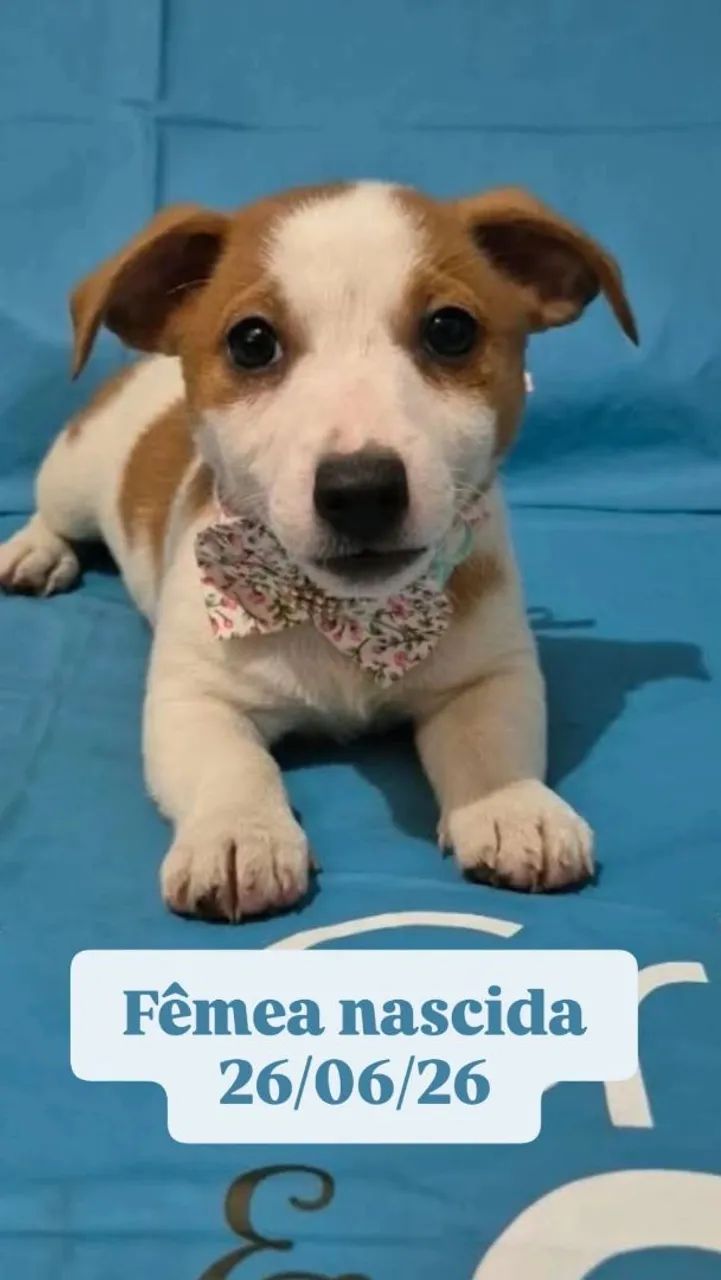 Jack Russell Terrier  - Foto 2