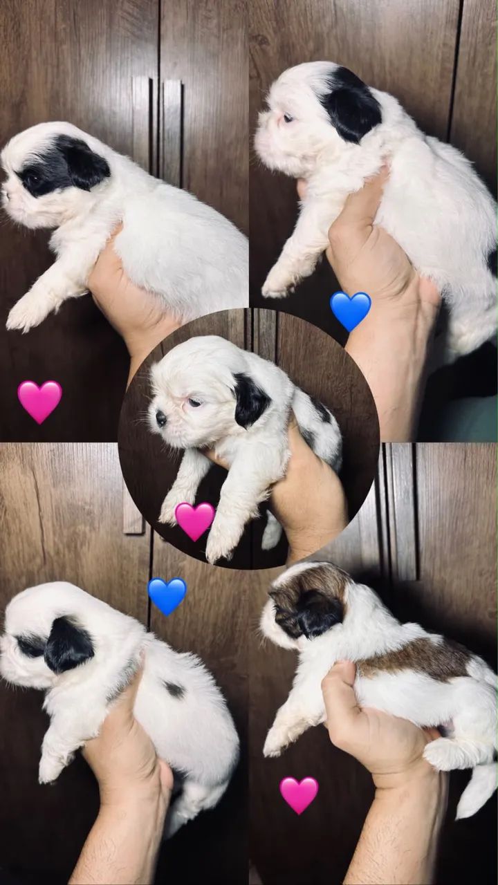 Cachorro  - Foto 2