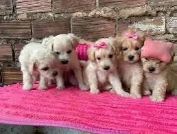 Filhotes poodle - Foto 3