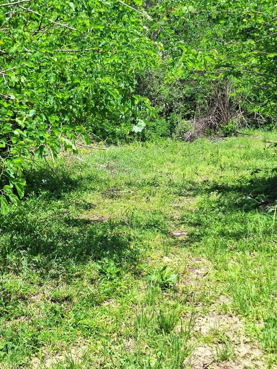 sítio com 14.000m² - Foto 4