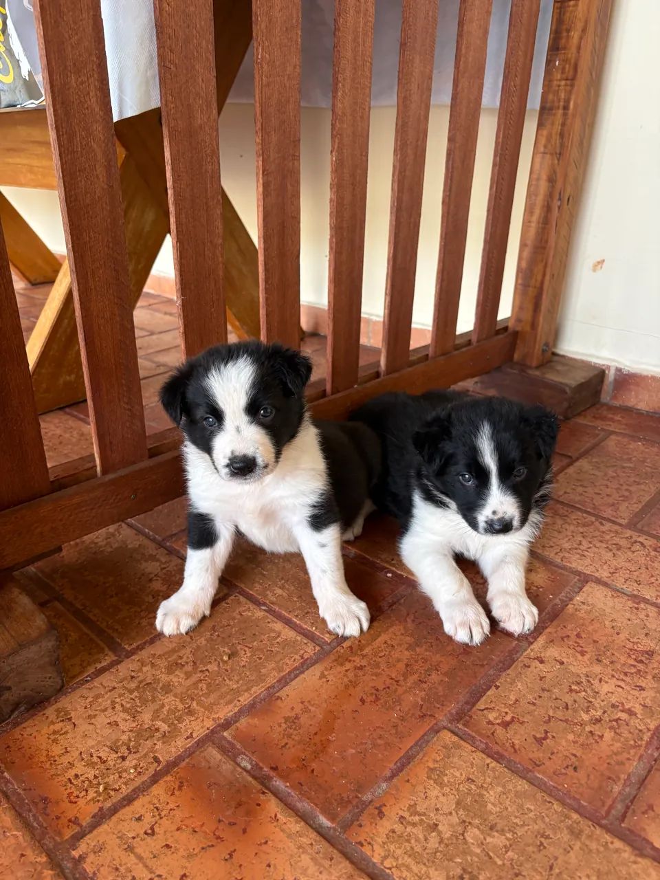 Border collie  - Foto 4