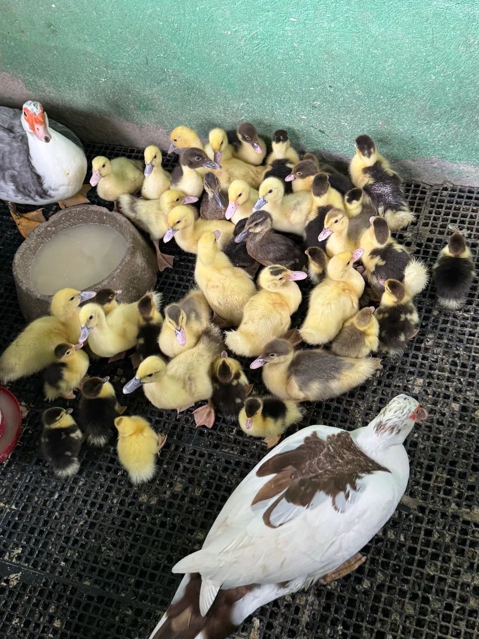 Patos  - Foto 3