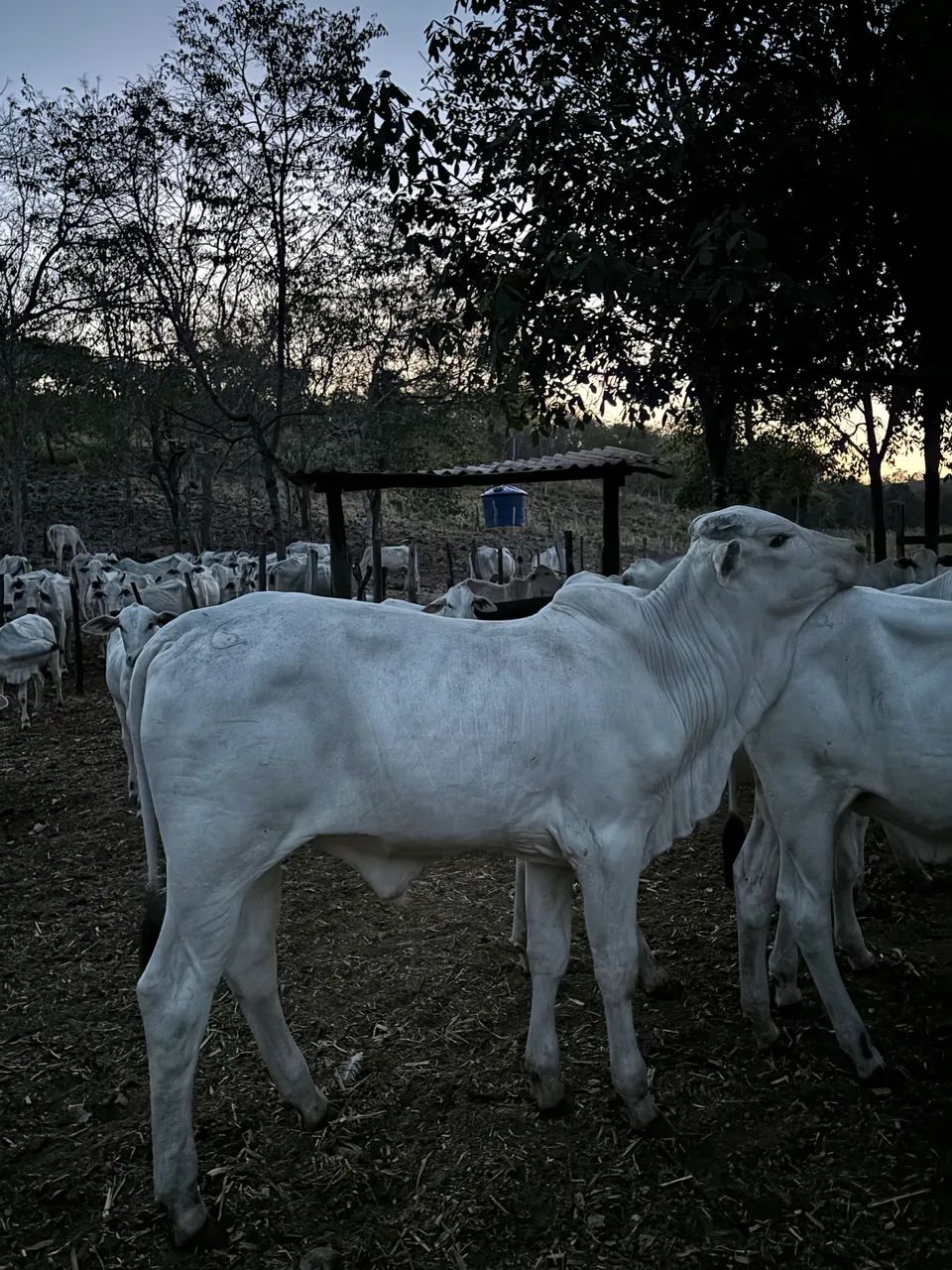 Bezerros e Bezerras Nelore  - Foto 5