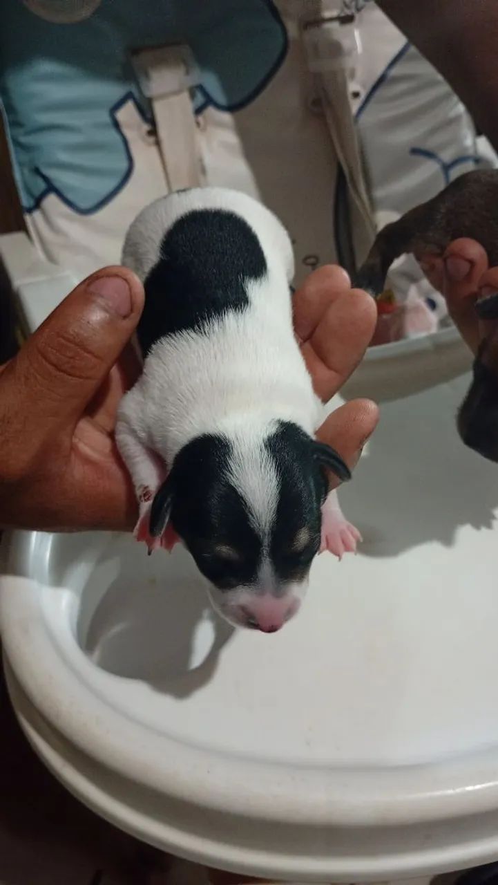 Pinscher 1