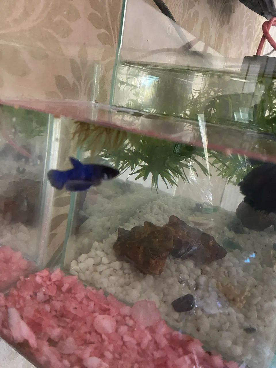 Aquário de 1 litro com Betta Blue fêmea  - Foto 6