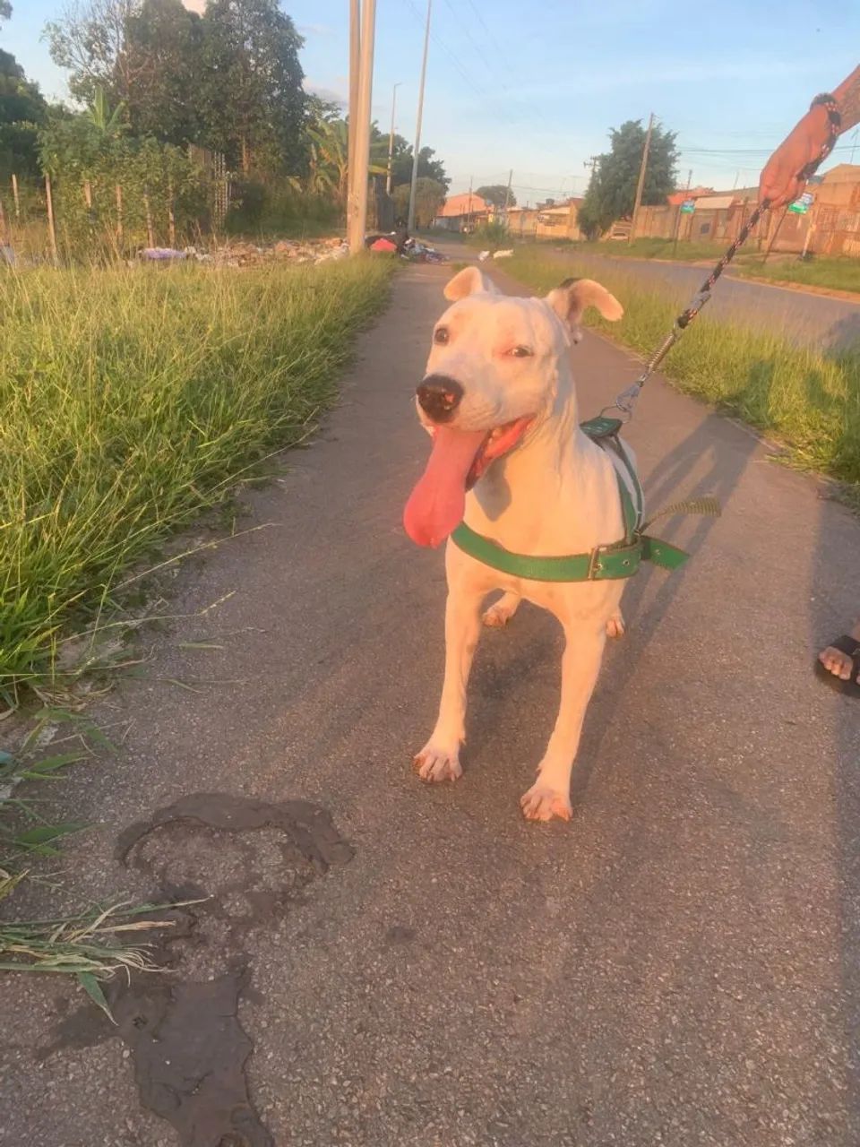 Cachorro Pitbull - Foto 3