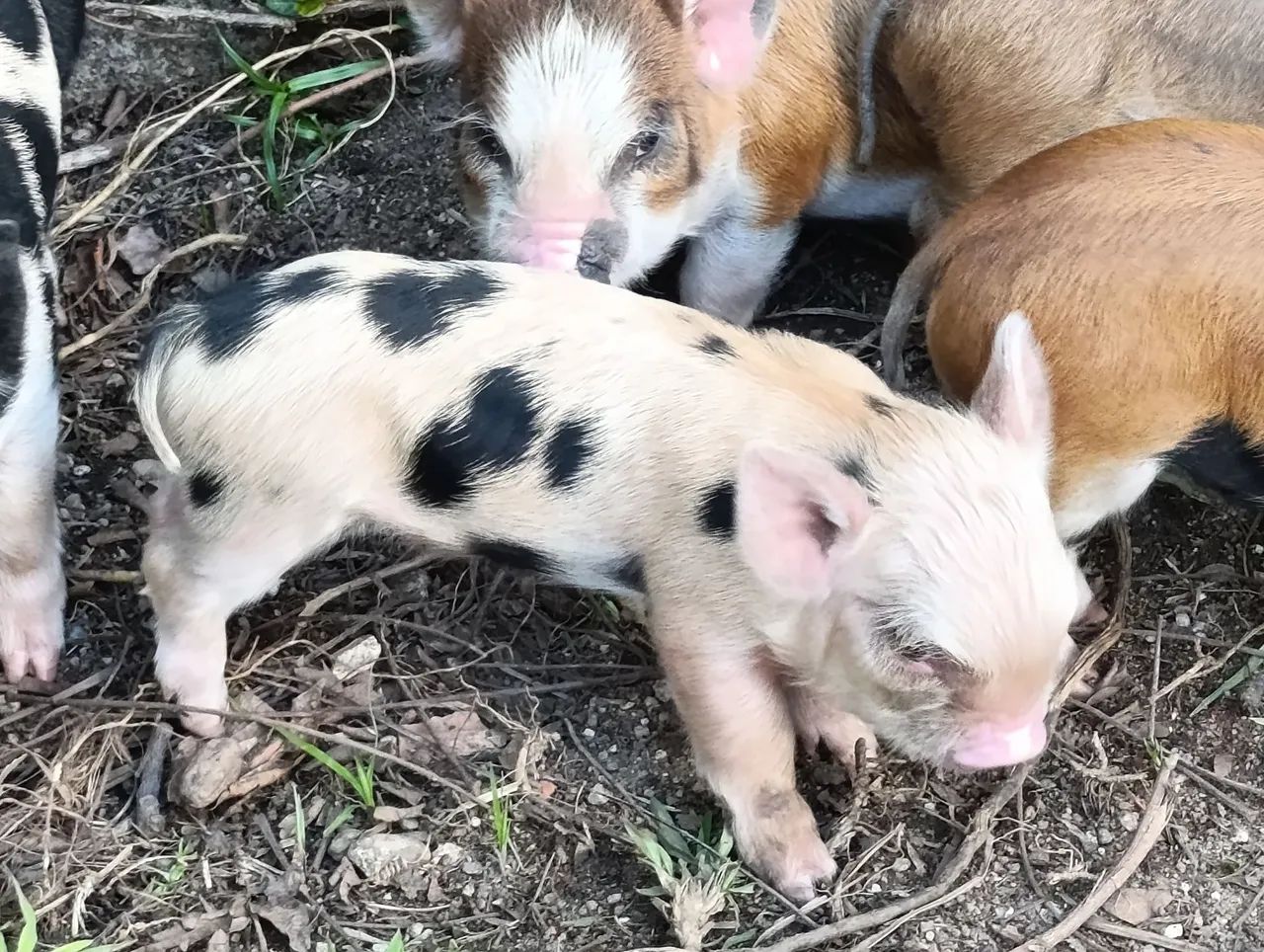Míni pig - Foto 5