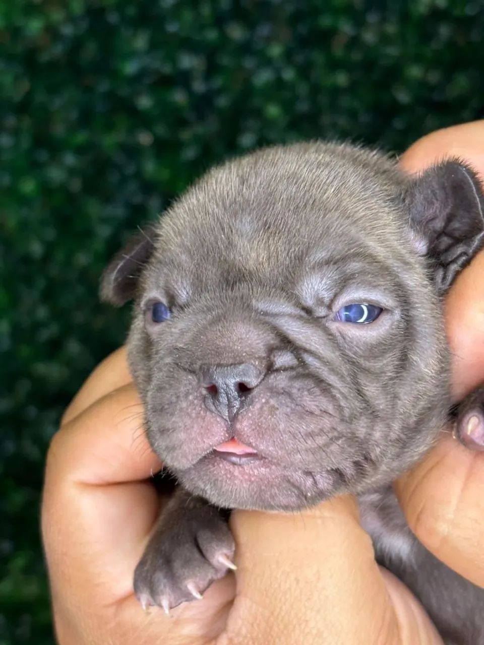 Lindos bbs de bulldog francês corra e faça sua reserva  - Foto 5