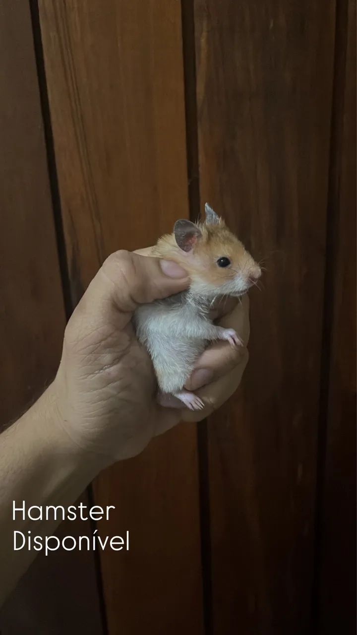 Hamster a venda  - Foto 3