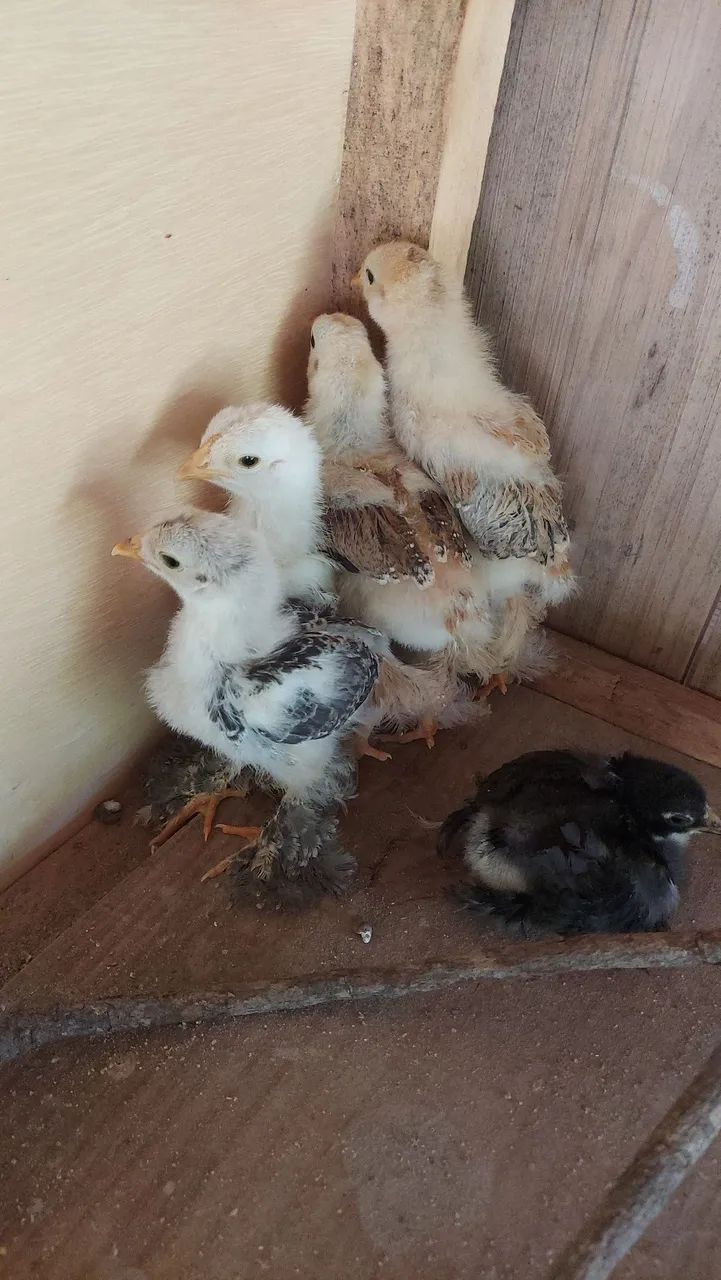 Pintinho Brahma 1 mês  - Foto 4