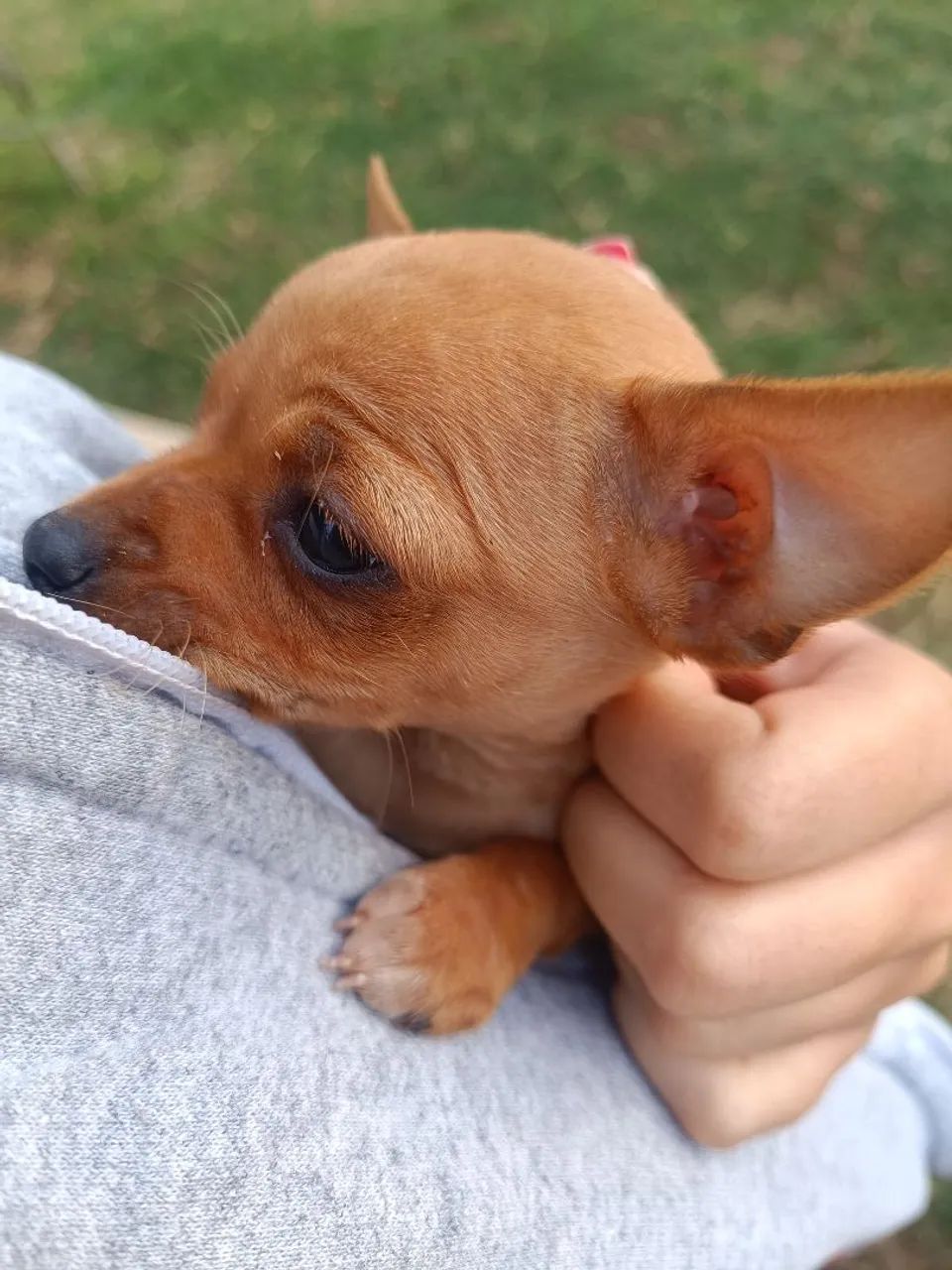 Pinscher 0 - Foto 4