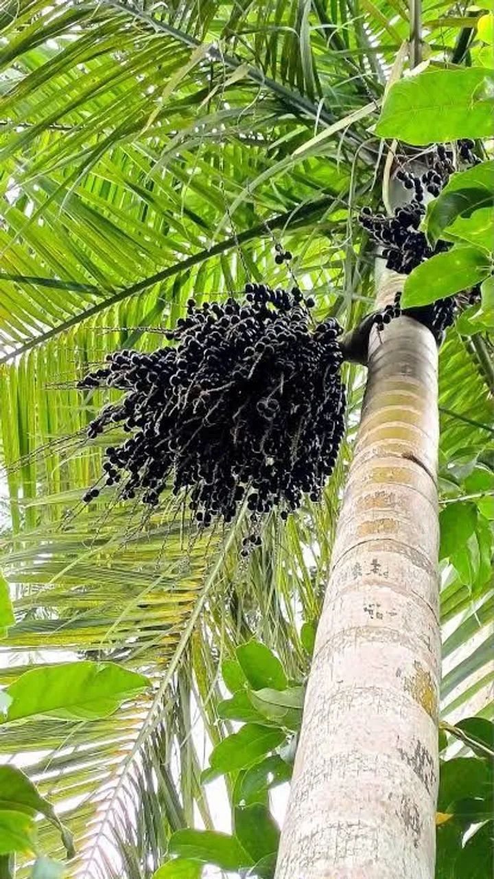 Casa da jucara  - Foto 3