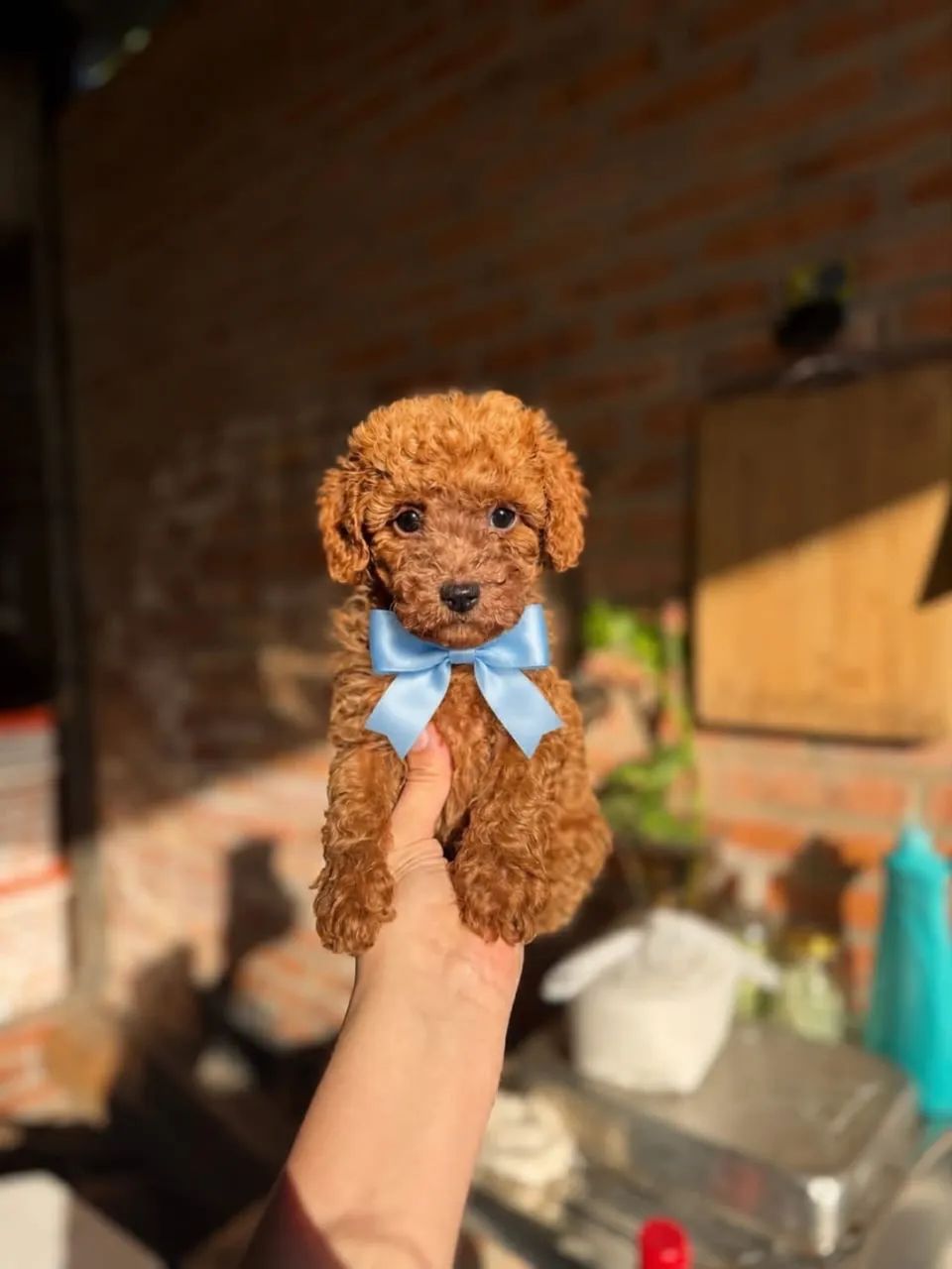 Filhotes de poodle  - Foto 2