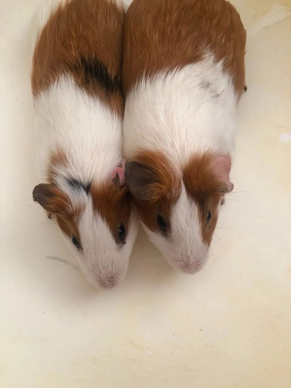 Dois porquinhos  da índia macho  - Foto 6