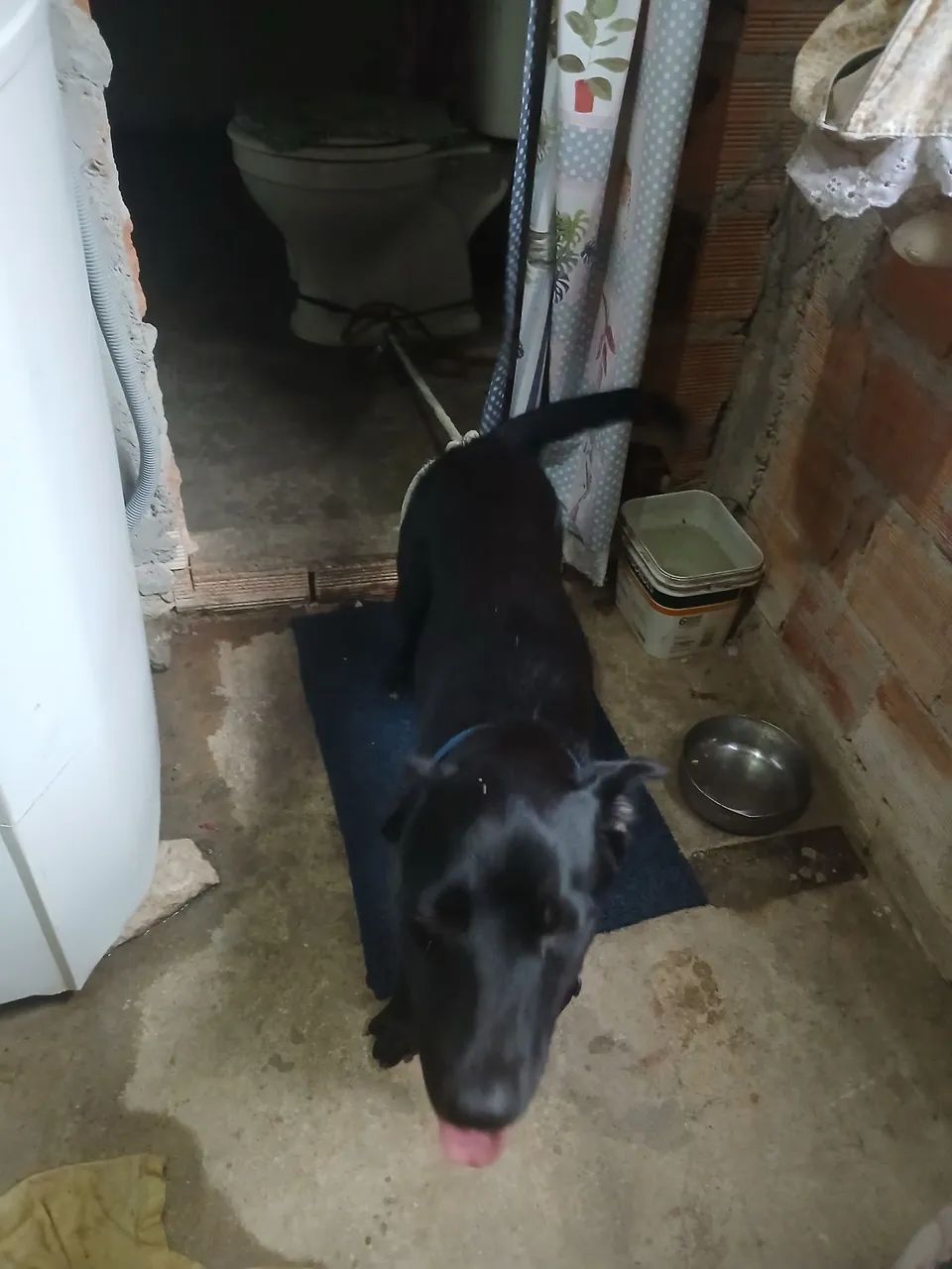 Adoção responsavel - Foto 2