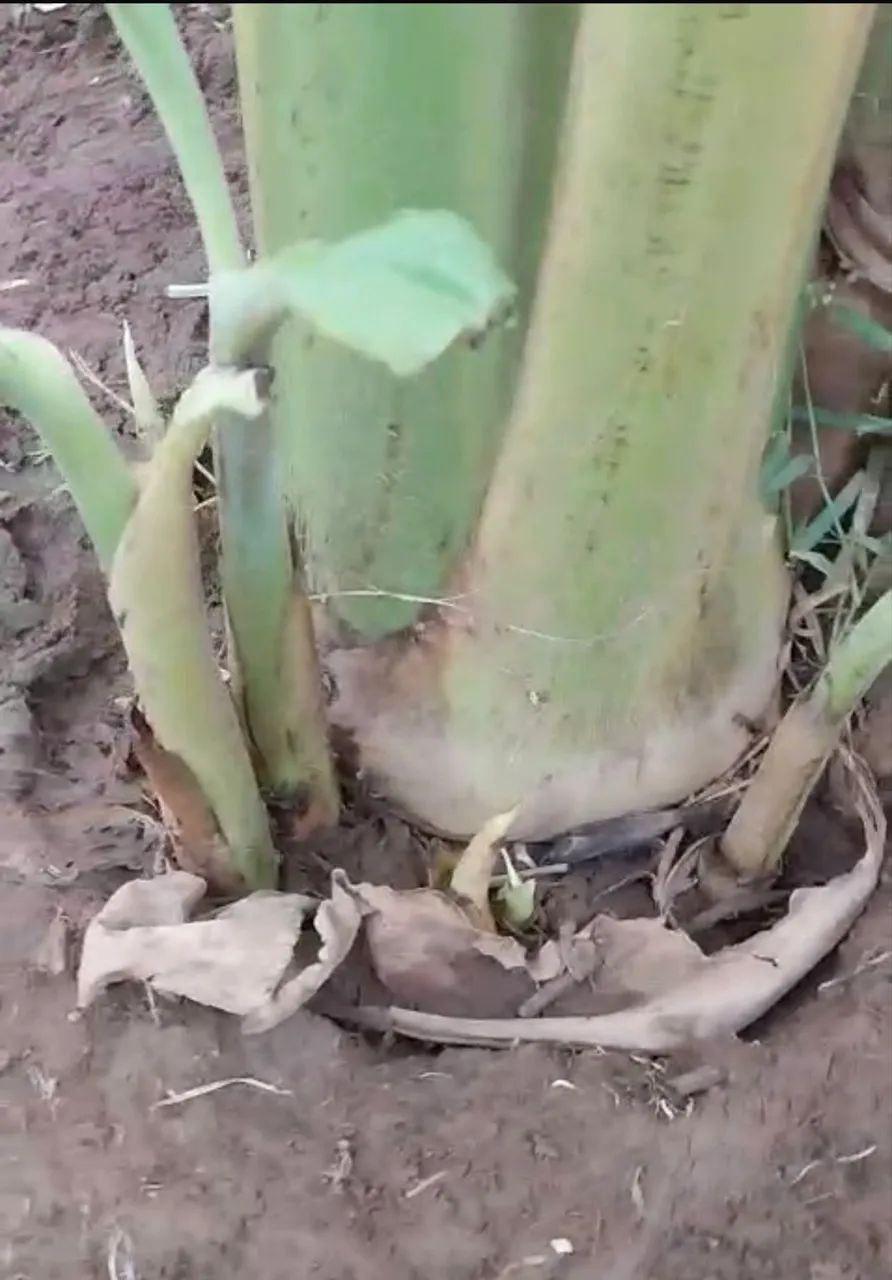 Muda de banana da terra anã  - Foto 2