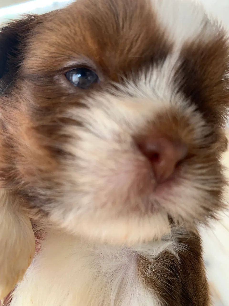 SHIH TZU LINHAGEM PEQUENA - Foto 3