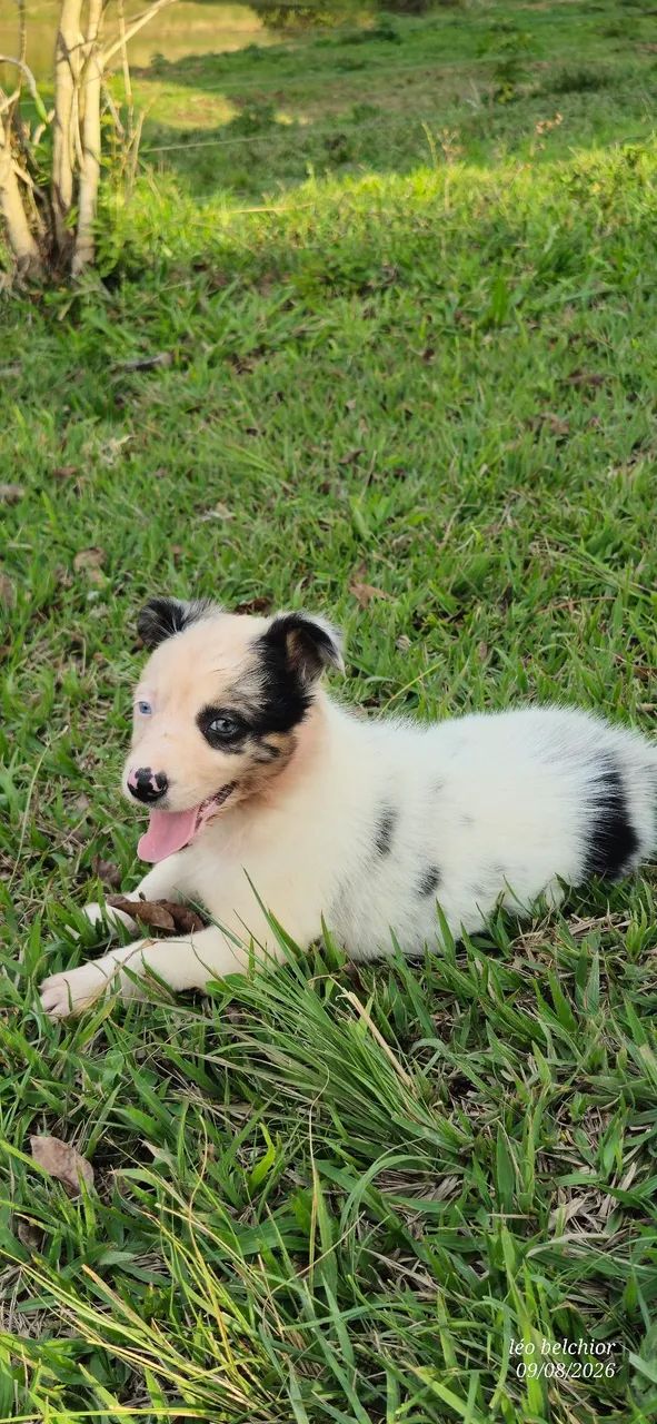 Border collie  - Foto 2