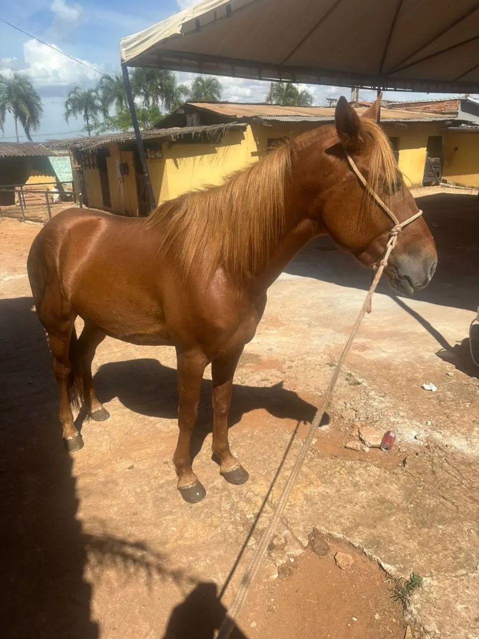 Cavalo  - Foto 5
