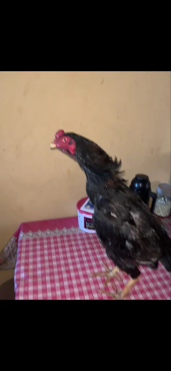 Frango mura  - Foto 2