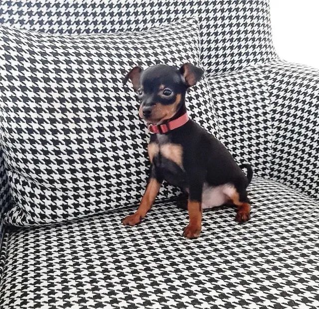 Pinscher Miniatura com excelente temperamento