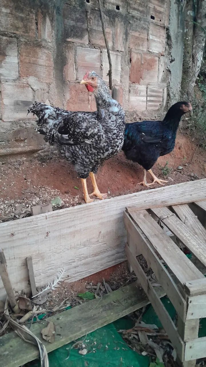Frango e frango genética GSB - Foto 5