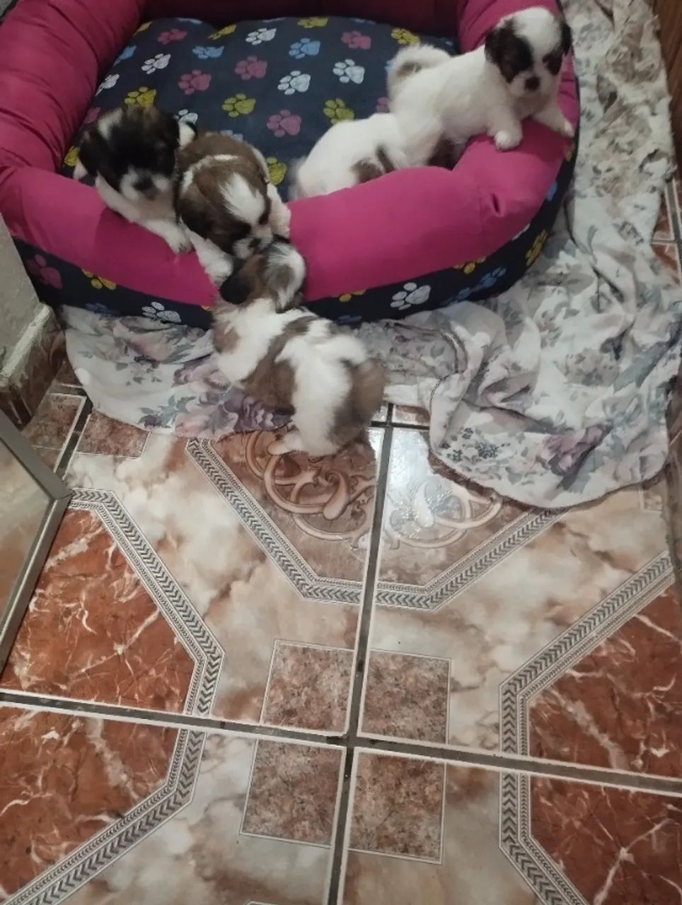 Filhote de Shitzu machos  - Foto 3