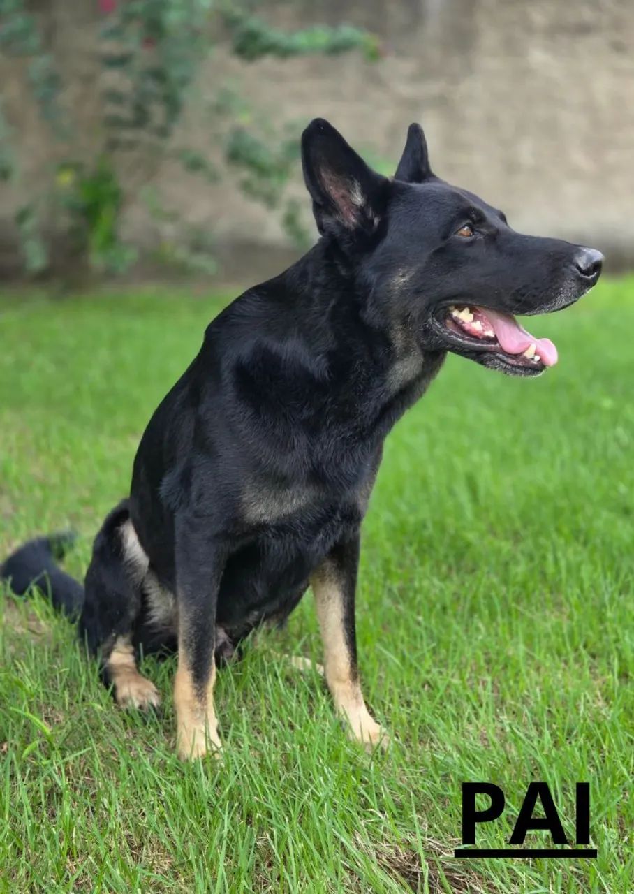 Pastor Alemão Policial - Foto 5