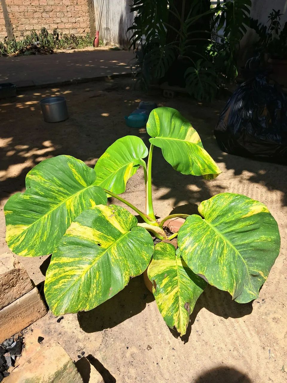 Planta 