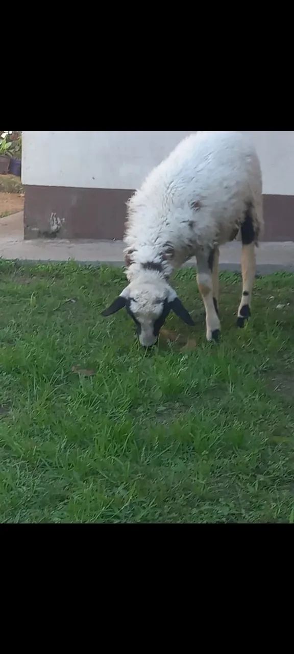 Cordeiro