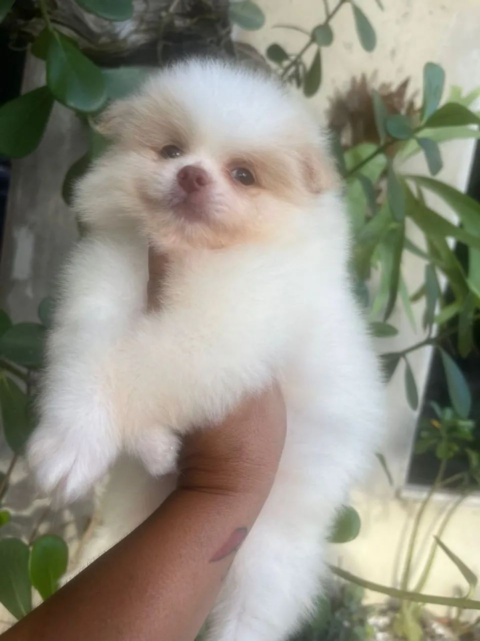 Spitz alemão  - Foto 2