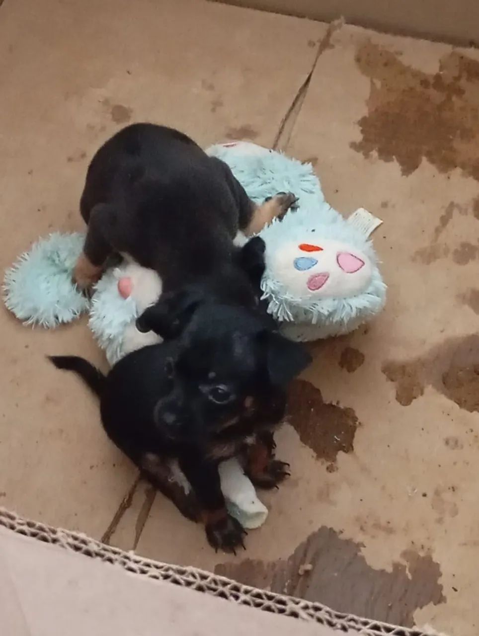 Cachorrinho pinscher  - Foto 2