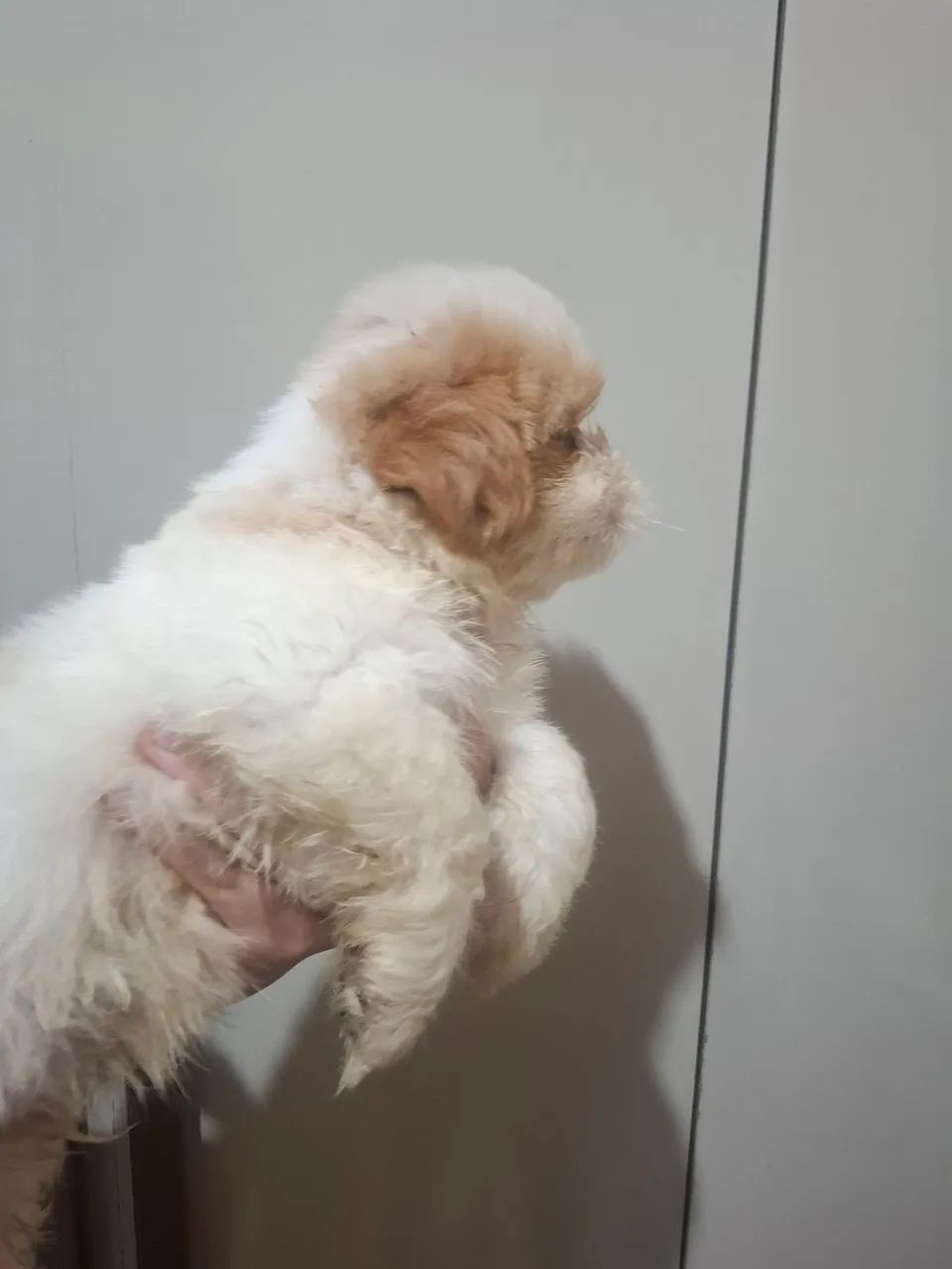 Shitzu  - Foto 5