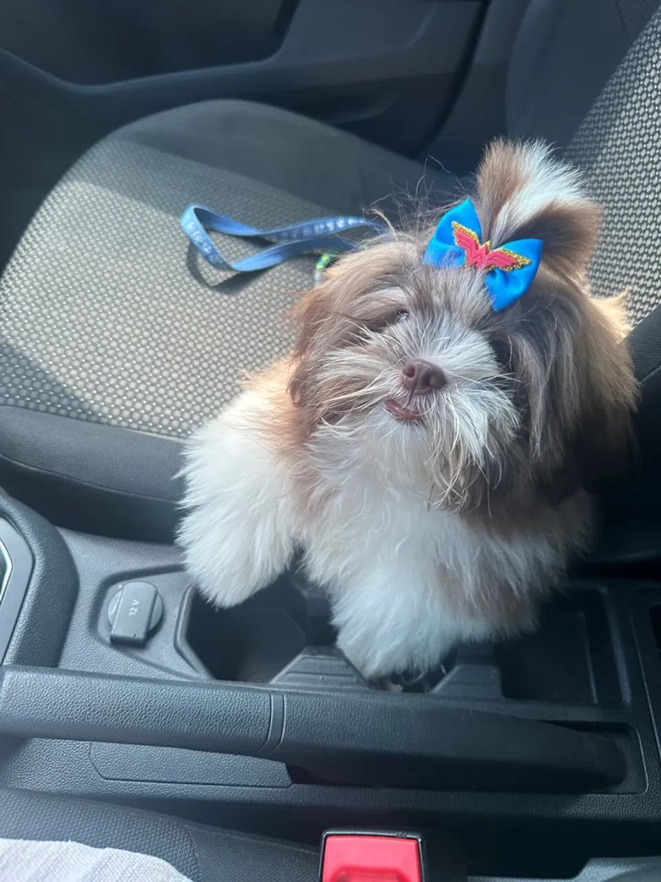 Shitzu a procura de uma namorada  - Foto 2