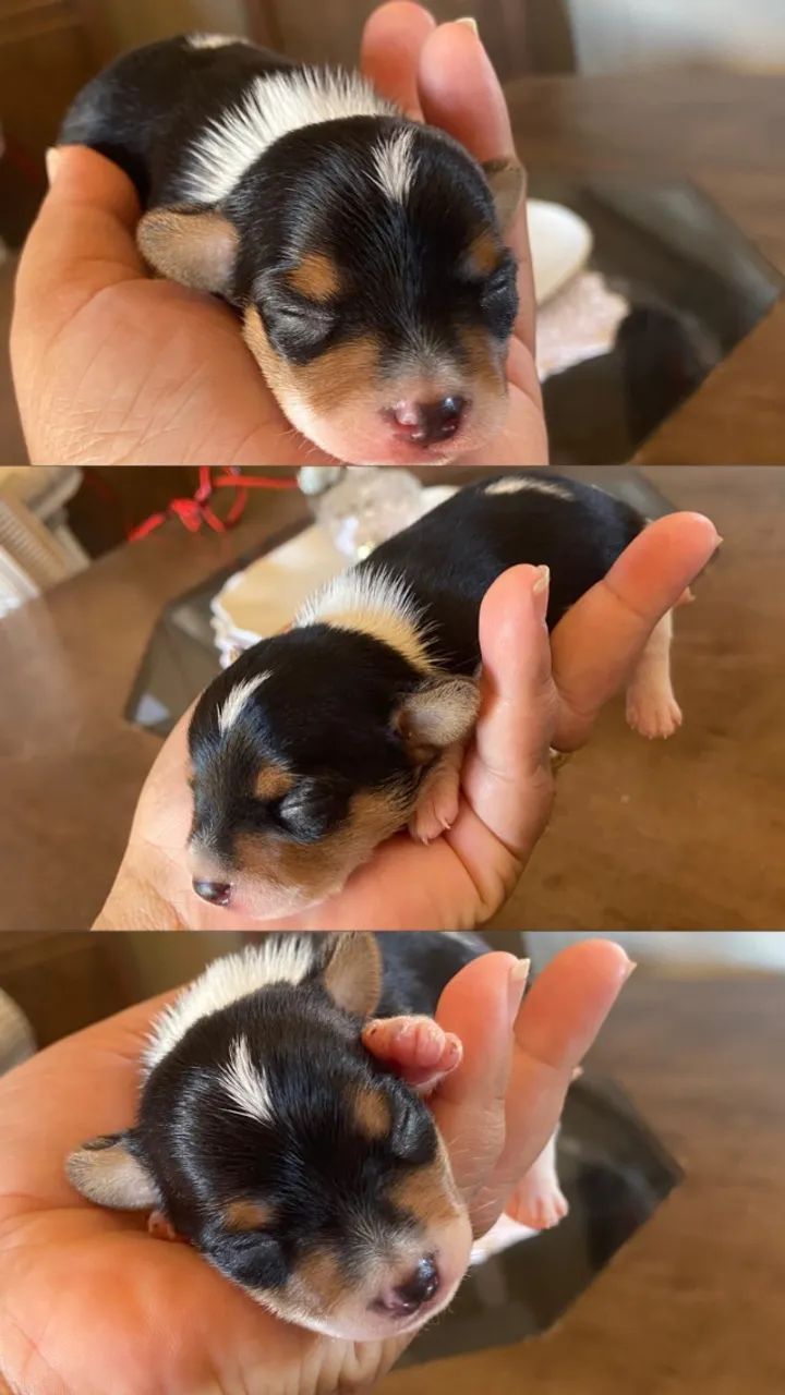 Pinscher Filhote 