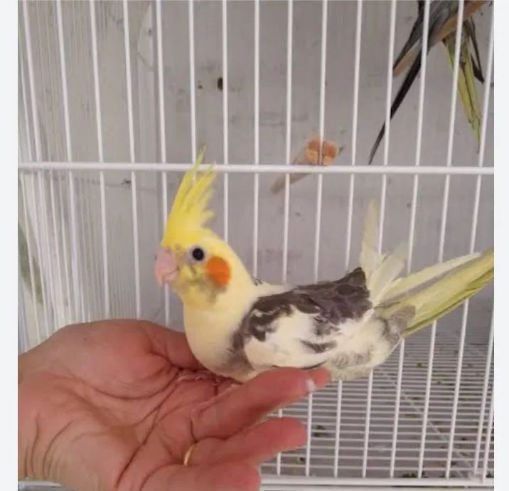 Vende se 