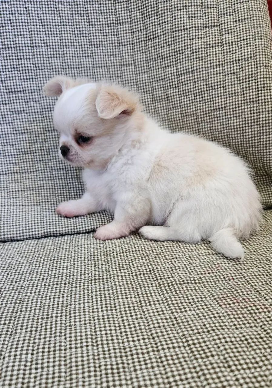 Chihuauha  - Foto 4