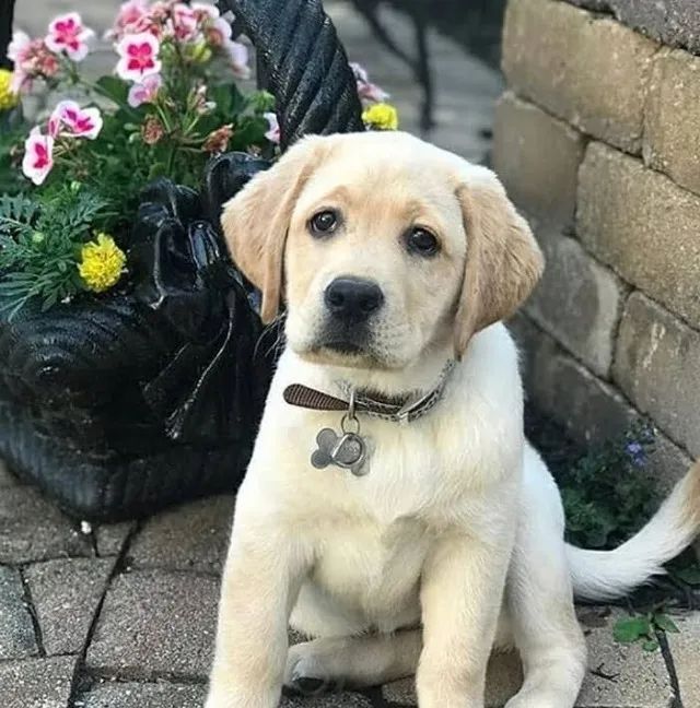 Labrador Alegria que cresce a cada dia