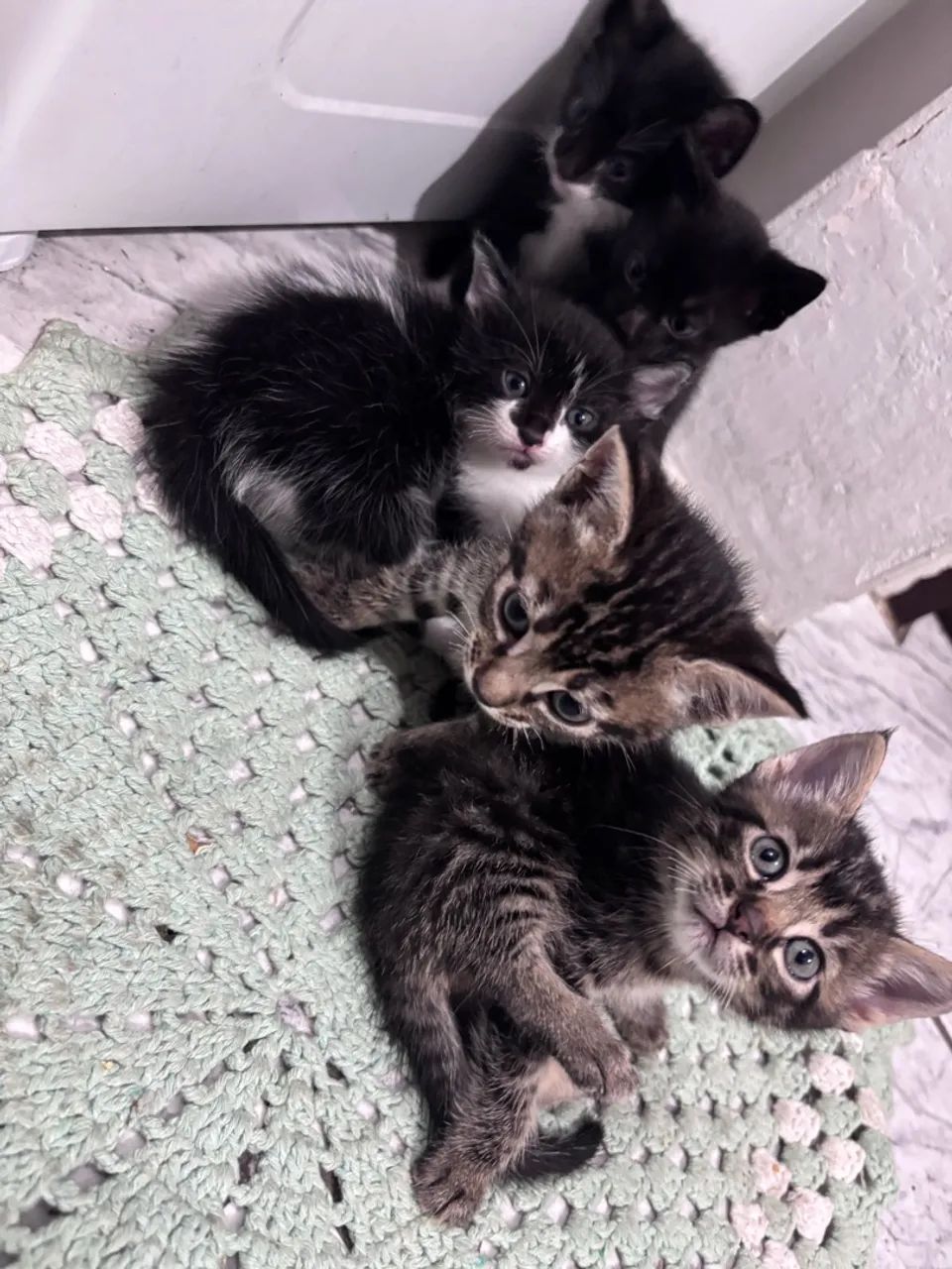 Gatos para doação  - Foto 3