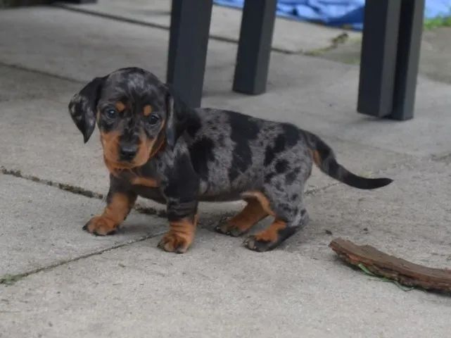 Basset teckel lindos e saudaveis 