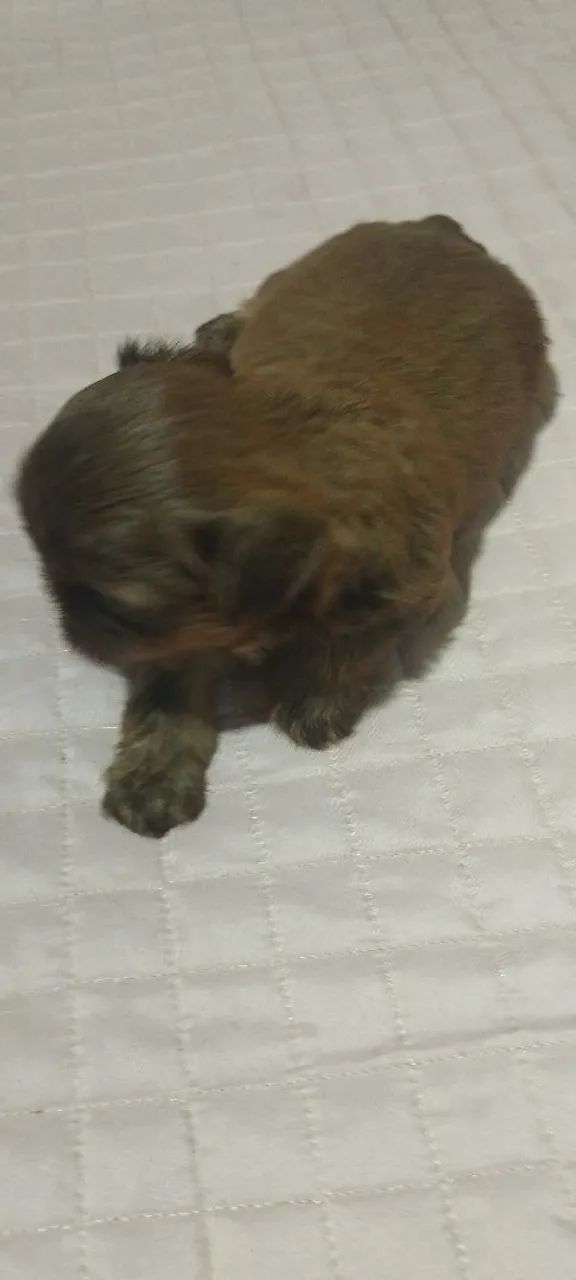Shihtzu  - Foto 3