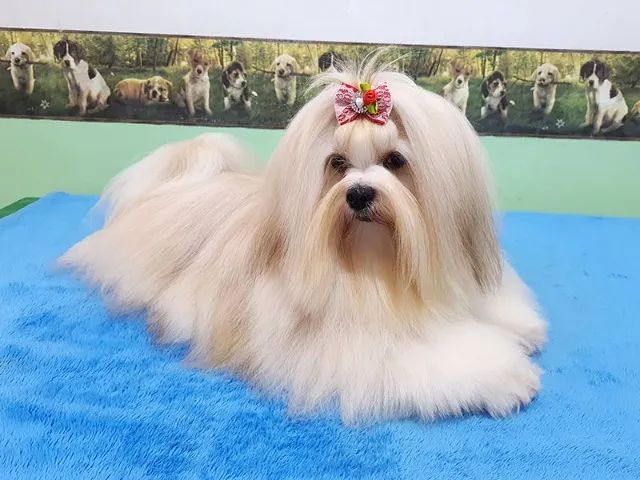 Lhasa Apso - Machinho Disponível - Foto 4