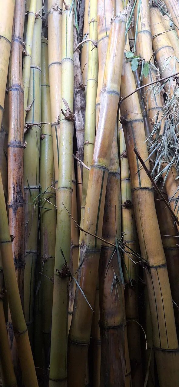 Doa-se Bambu imperial