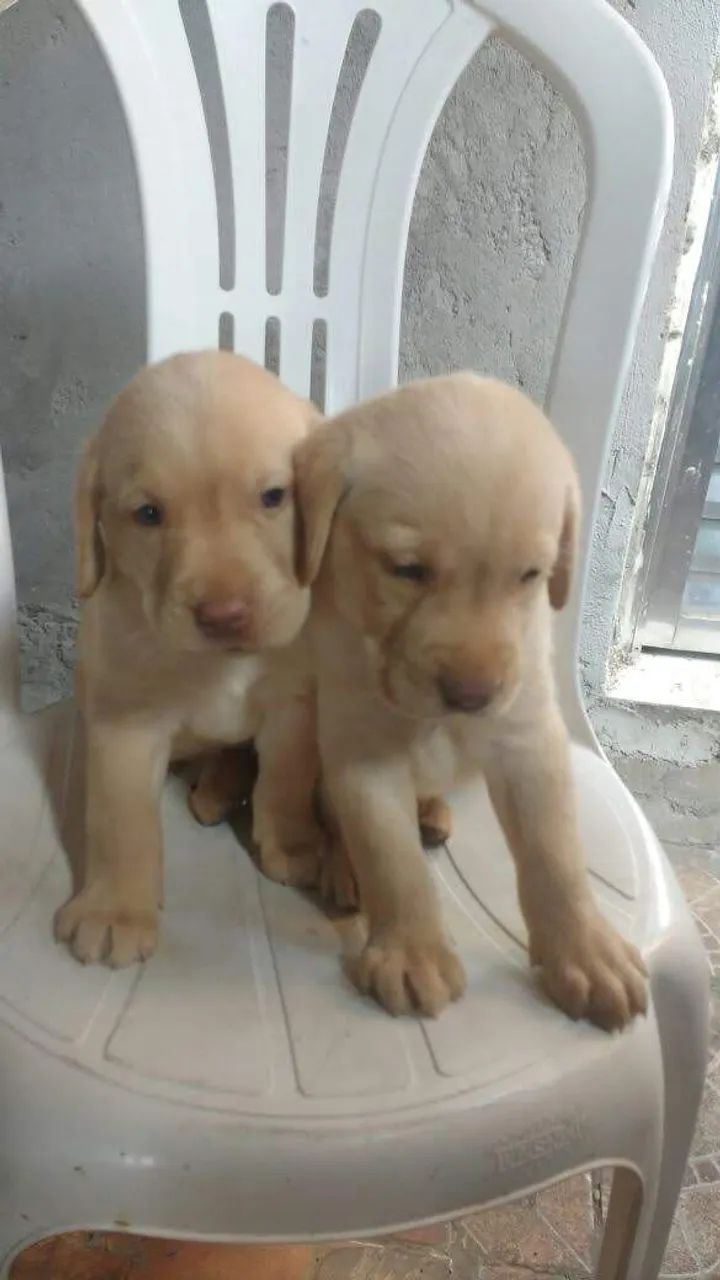 Labrador creme disponíveil  - Foto 2
