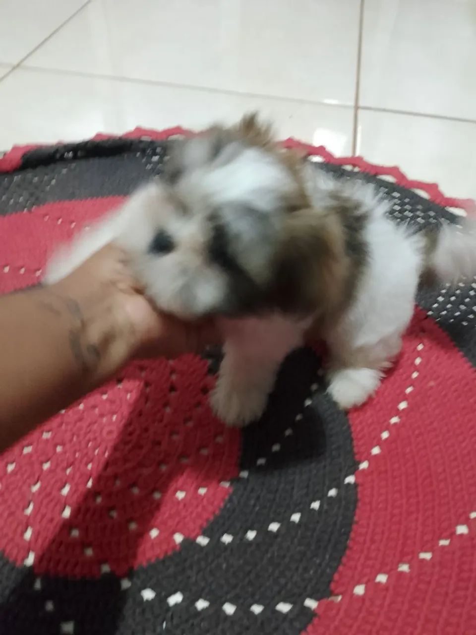 Pet - Foto 4