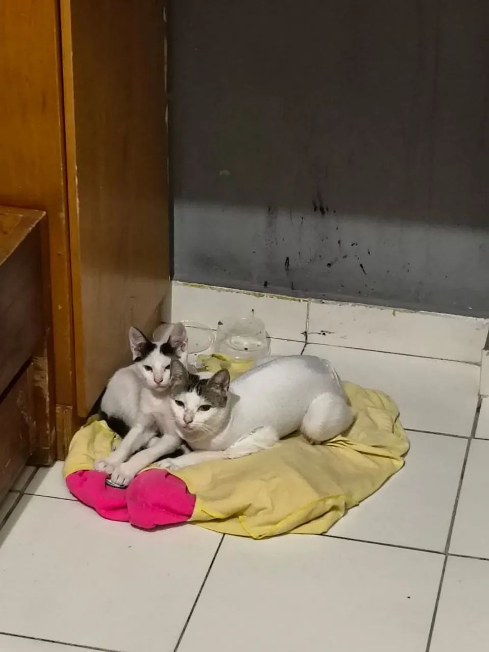 Doação responsável  - Foto 6