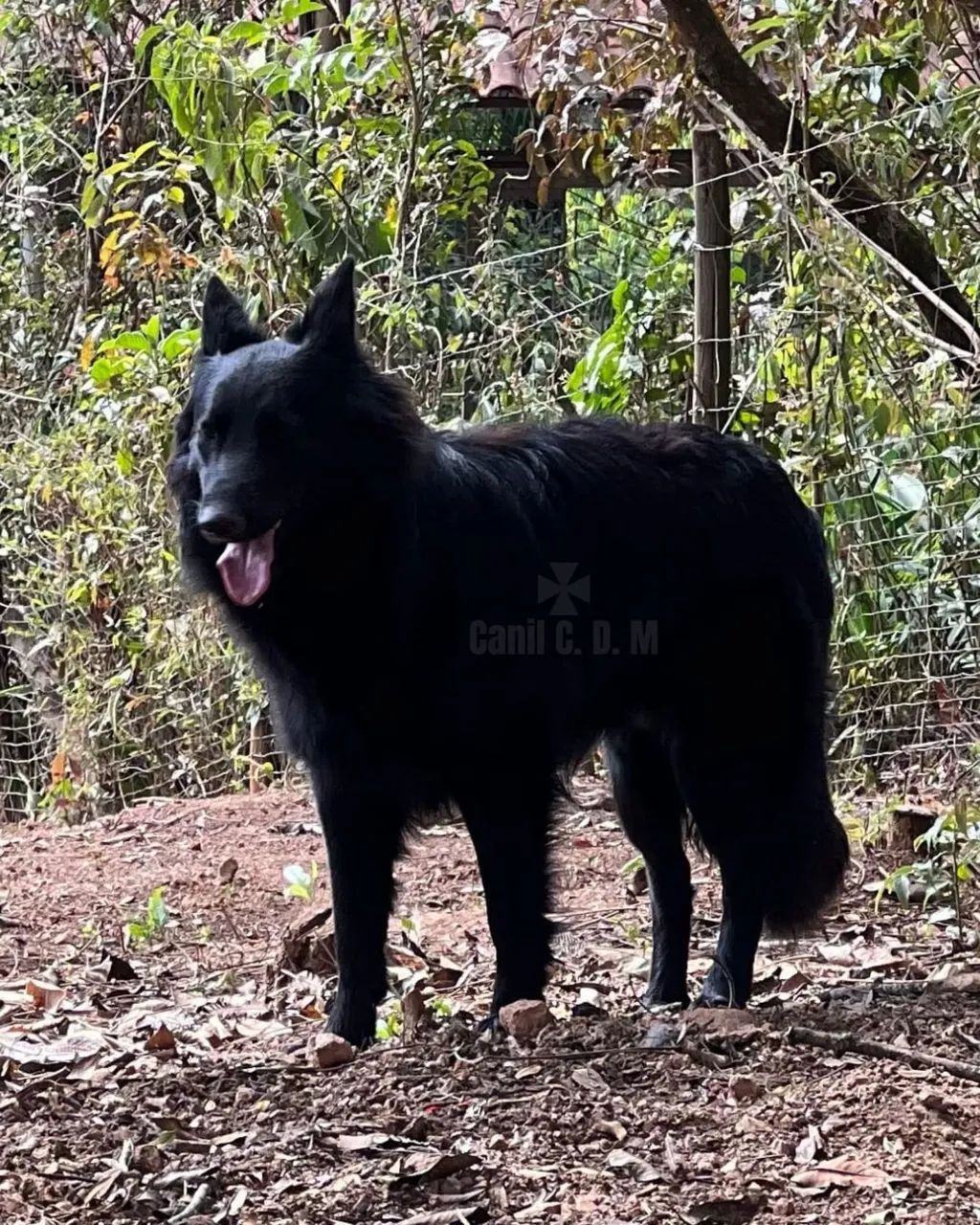 Lindos Filhotes de Pastor Belga de Groenendael - Foto 5