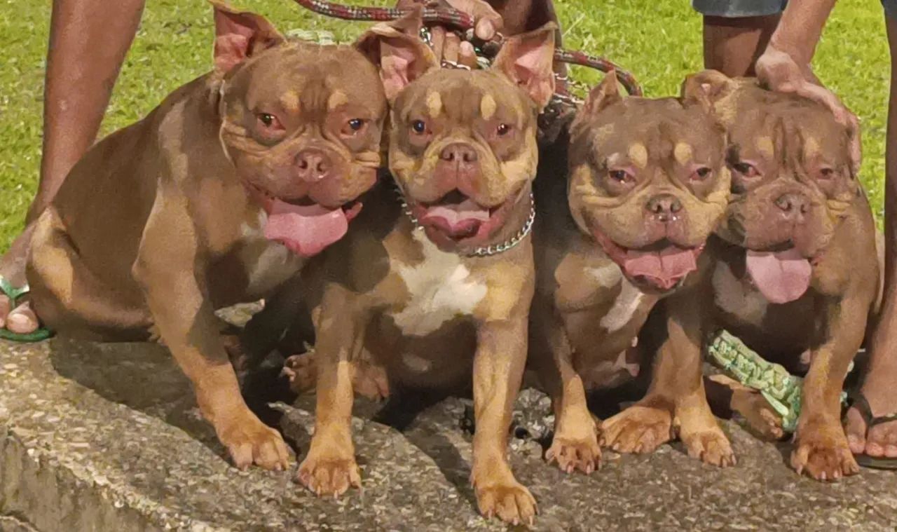 American bully macho pra cruza  - Foto 4