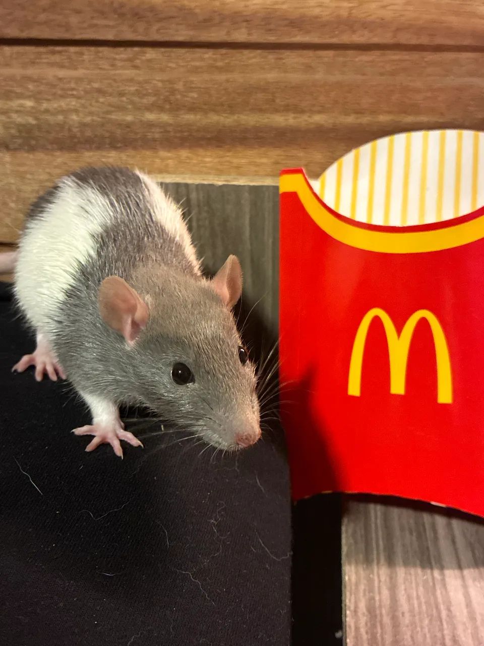 rato twister venda - Foto 2