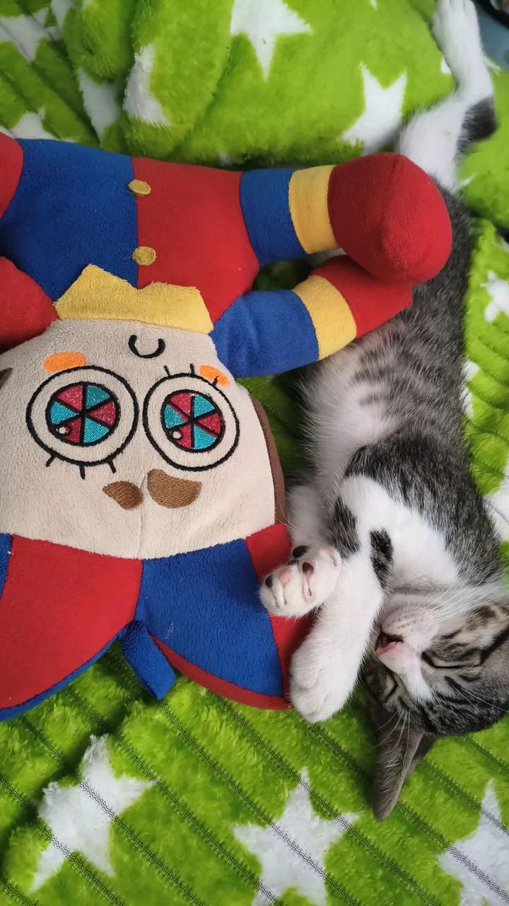 GATO MACHO DOAÇÃO  - Foto 4